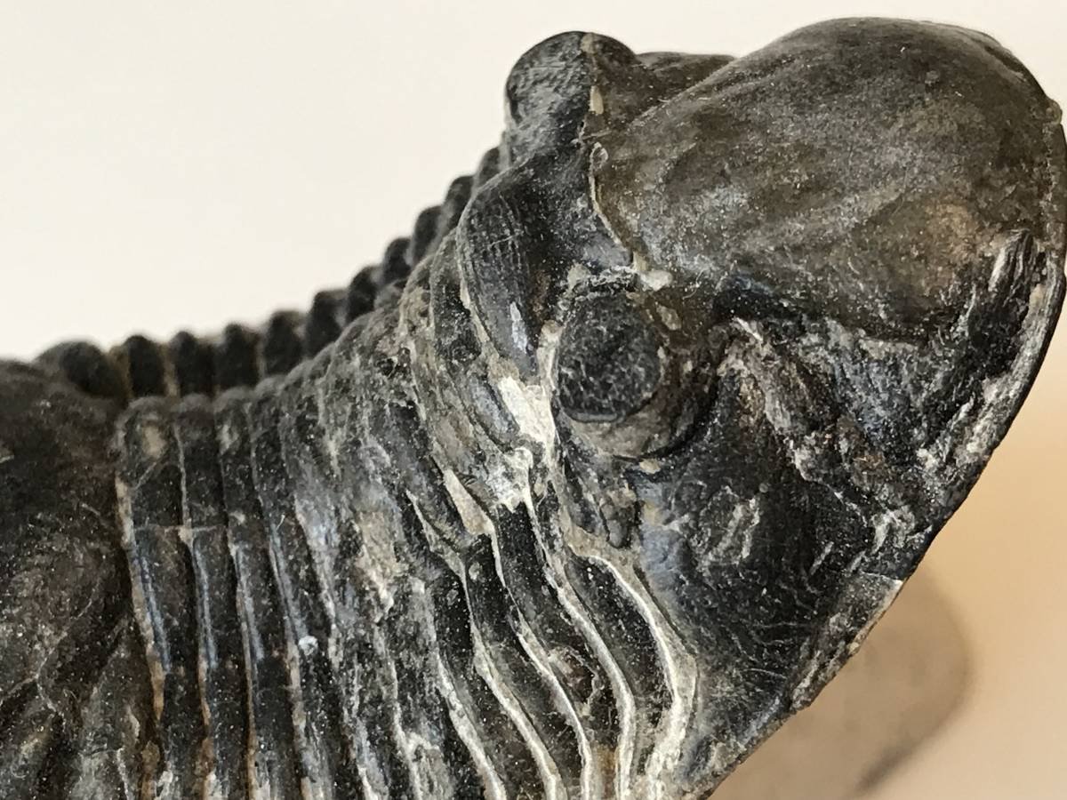 三葉虫　化石　パラレジュルス Amazon | 古生代デボン紀の三葉虫「パラレジュルス」化石 | 化石